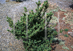Green Dragon Japanese Holly
