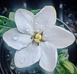 Daisy