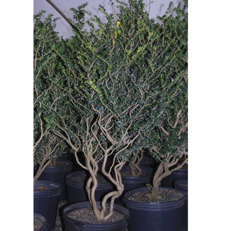 Rocky Creek Japanese Holly