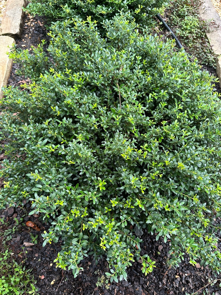 Soft Touch Japanese Holly