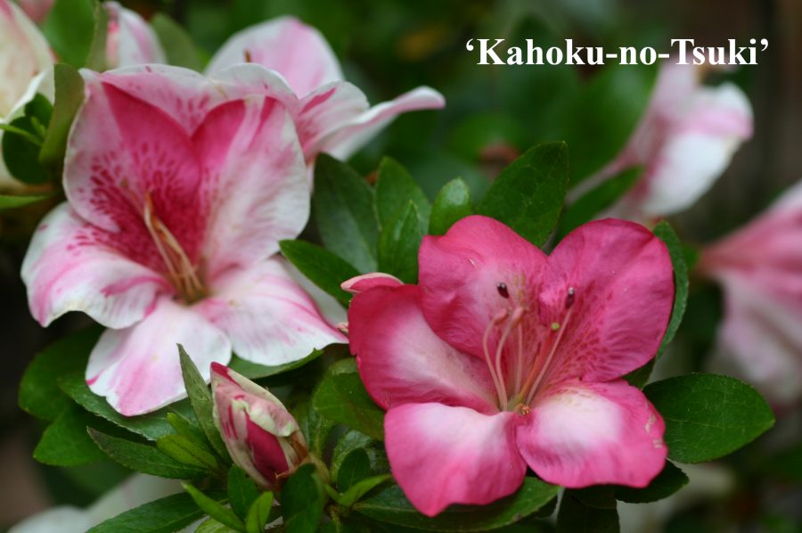 Kahoku no Tsuki