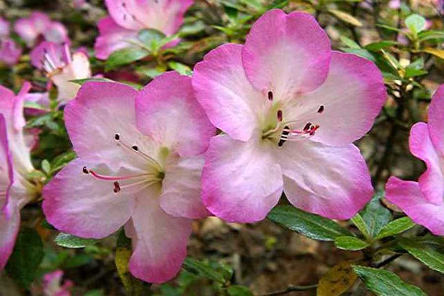 Sakuragata