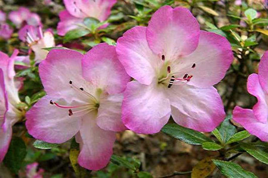Sakuragata