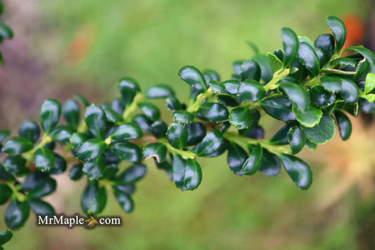 Geisha Holly