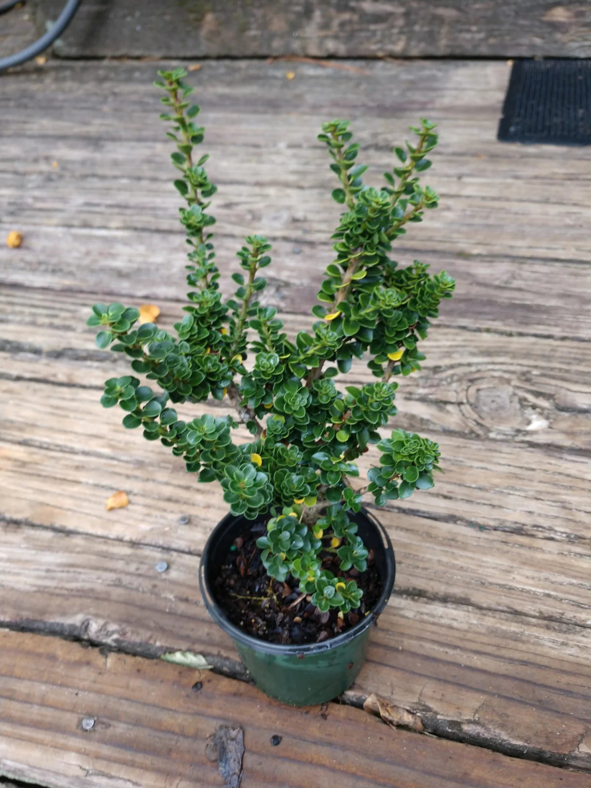 Dwarf Pagoda