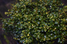 Piccolo Japanese Holly