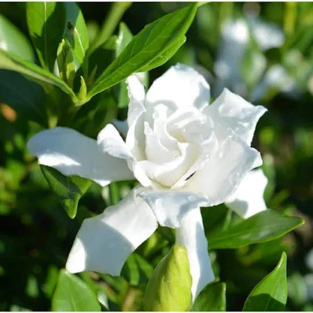 Gardenia radicans